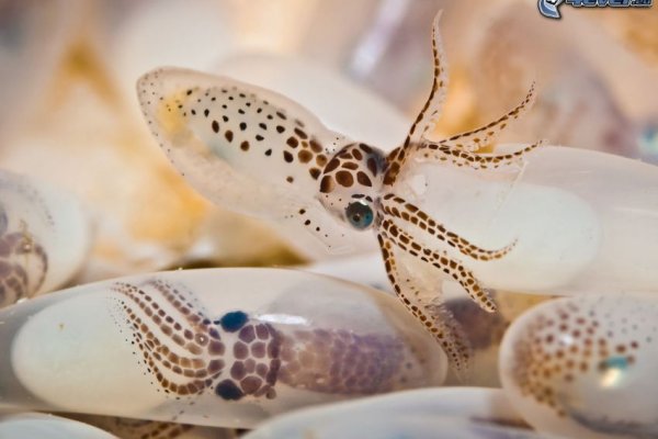 Kraken площадка